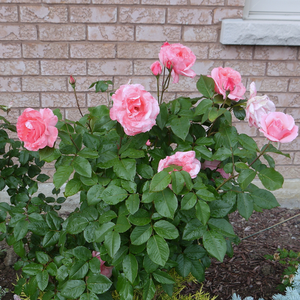 Среднеинтенсивно-розовая - Роза форибунда крупноцветковая 